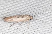 Scythris mus