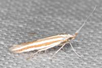 Coleophora cyrniella
