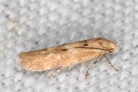 Mompha epilobiella
