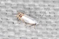 Leucoptera coronillae