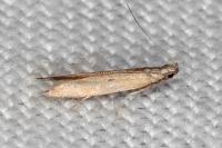 Mesophleps trinotella