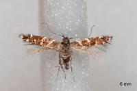 Vulcaniella grabowiella