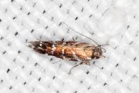 Vulcaniella grabowiella