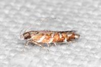 Vulcaniella grabowiella