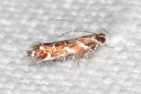 Vulcaniella grabowiella