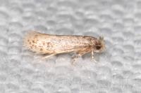 Infurcitinea italica