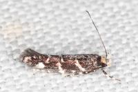 Eteobalea beata