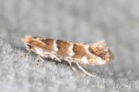 Cameraria ohridella