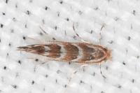 Cameraria ohridella