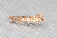 Cameraria ohridella