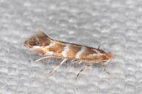 Cameraria ohridella