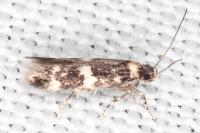 Apatema proteroclina