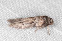 Blastobasis glandulella