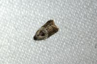 Acleris variegana