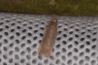 Helcystogramma rufescens
