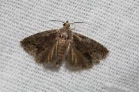 Cydia splendana