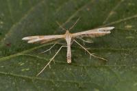 Marasmarcha oxydactyla