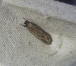 Depressaria