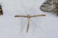 Agdistis