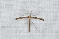 Agdistis