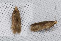 Bryotropha