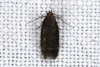 Bryotropha