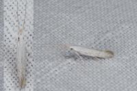Coleophora