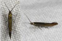 Coleophora