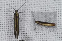 Coleophora