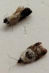 Acleris variegana