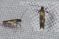 Euspilapteryx auroguttella