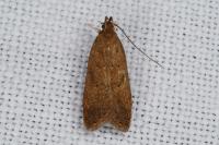 Helcystogramma lutatella
