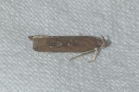 Helcystogramma triannulella