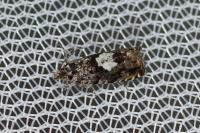 Pammene argyrana
