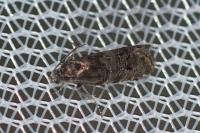 Pammene splendidulana