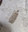 Agonopterix yeatiana
