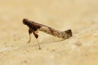 Caloptilia falconipennella