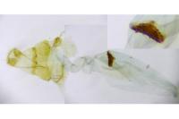 Depressaria albipunctella
