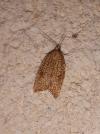 Acleris rhombana