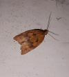 Clepsis consimilana