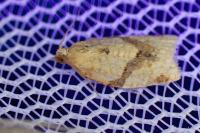 Clepsis consimilana