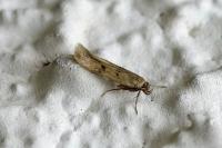 Borkhausenia nefrax