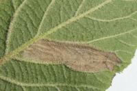 Phyllonorycter lantanella