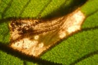 Phyllonorycter lantanella