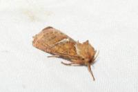 Triodia sylvina