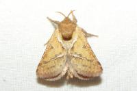 Triodia sylvina