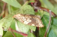 Acleris rhombana