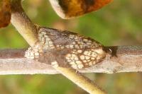 Acleris rhombana
