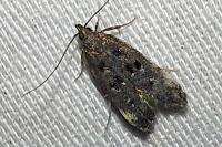 Dichomeris alacella