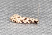 Nemapogon nevadellus